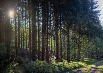 morning in the forest sun shines through trees on a path