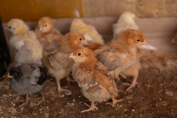 Detail of small yellow chickens inside of a wooden chicken coop