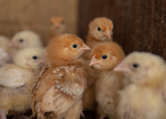 Detail of small yellow chickens inside of a wooden chicken coop