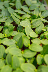 detail of small seedling of cucumber
