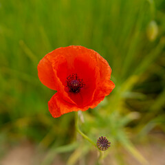 detail of poppy seed flower growing in the field