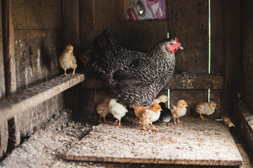 Dappled hen with small chicks inside of a wooden chicken coop © michal812