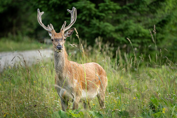 Naklejka na ściany i meble Young deer with horns in the grass nature