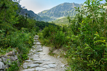 Rocky hiking trail path in mountains with bushes