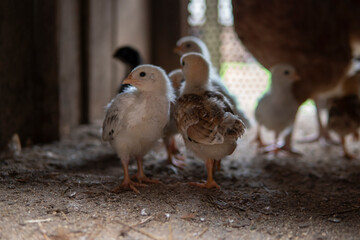 Dappled hen with small chicks inside of a wooden chicken coop