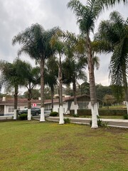 Obraz premium palm trees in the field