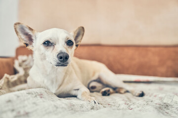An anxious chihuahua dog with big ears is lying on the bed. Listening to the footsteps. Close-up, a place to copy. High quality photo
