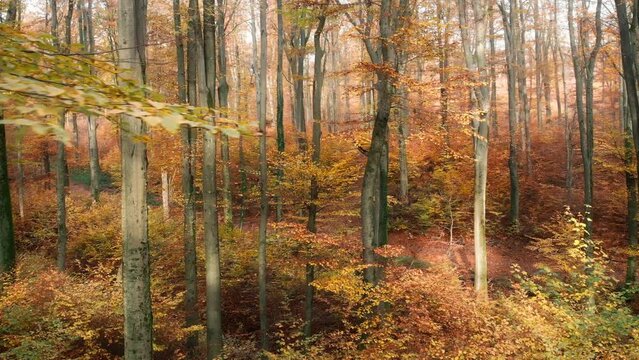 Drone footage of a scenic beech forest in autumn, with pleasing orange tones and soft sunshine
