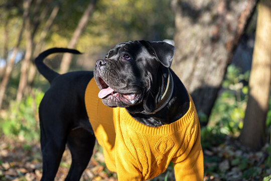Italian Cane Corso Dog in yellow sweater in autumn garden outdoors. Big dog breeds. Black young funny Cane Corso walking in autumn garden on backyard