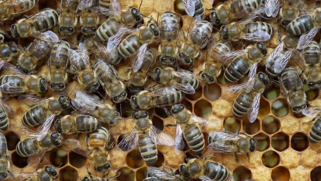 Colony bees on honeycomb in apiary. Beekeeping in countryside. Many working bees on honeycomb, closeup, macro. Detailed shot within a hive in honeycomb, wax cells with honey and pollen. Honey in combs
