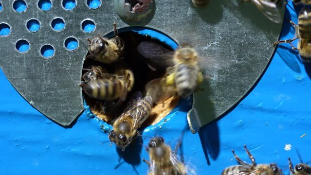 Honey bees fly next to the bee hive in the apiary to collect honey, close up. Beekeeping in countryside. Colony bees in apiary, macro. Detailed landing holes in the hive and fly bees
