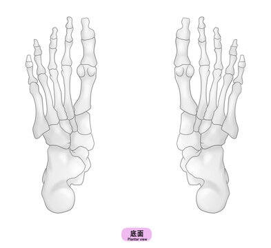 シンプルな足裏の骨のイラスト