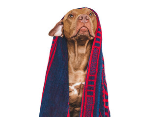 Cute brown dog and blue towel. Grooming dog. Close-up, indoors. Studio photo. Concept of care, education, obedience training and raising pets