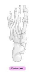 シンプルな足裏の骨のイラスト