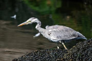 Grey Heron at Burghead Harbour, SCotland.