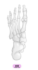 シンプルな足裏の骨のイラスト