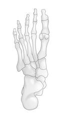 シンプルな足裏の骨のイラスト