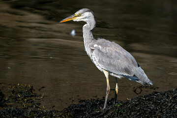 Grey Heron at Burghead Harbour, SCotland.