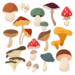 Set of vector illustrations
autumn mushrooms on a white background.