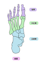 Fototapeta premium シンプルな足裏の骨のイラスト