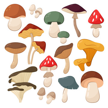 Set of vector illustrations
autumn mushrooms on a white background.