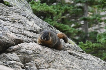 marmot on the rocks