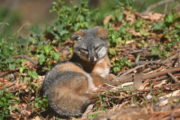 sleepy fox on the ground