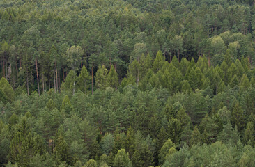 Waldlandschaft in Sachsen Deutschland