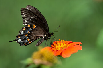 Black swallowtail butterfly on Thitonia flower (Mexican sunflower)