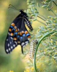 A Black Swallowtail butterfly caterpillar on a fennel branch with a Black Swallowtail butterfly in the background.