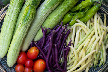 A basket of homegrown vegetables, cucumbers, tomatoes, green peppers and beans. 