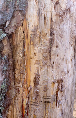 The background is made of natural wood and painted with paints and other materials, blanks for design solutions.