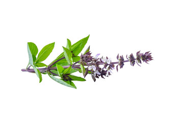 Thai Basil transparent png