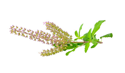 Basil flower transparent png © nipaporn