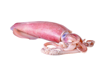 Fresh squid transparent png
