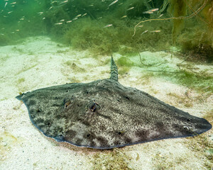 Thornback Ray in shallow water at the west coast of Norway