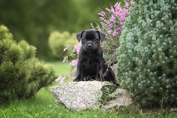 Fototapeta na wymiar black staffordshire bull terrier puppy sitting on a rock in the garden