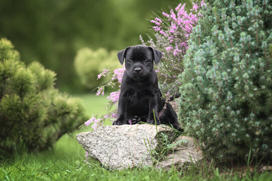 black staffordshire bull terrier puppy sitting on a rock in the garden