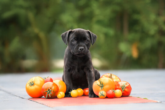 adorable staffordshire bull terrier puppy sitting outdoors with a pile of  tomatoes