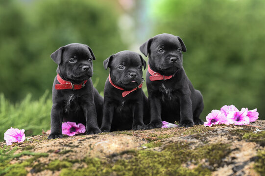 three staffordshire bull terrier puppies sitting together outdoors in red collars