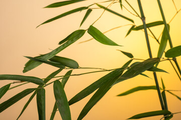 bamboo leaves and branches at sunrise