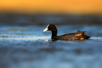 Cute black bird. Blue water background. Eurasian Coot. (Fulica atra)