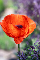 Red Oriental Poppy Flower Surrounded by Purple Allium