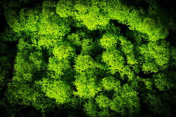 beautiful moss reindeer interior decoration