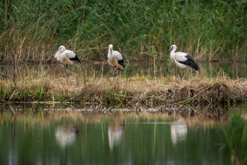 Stork