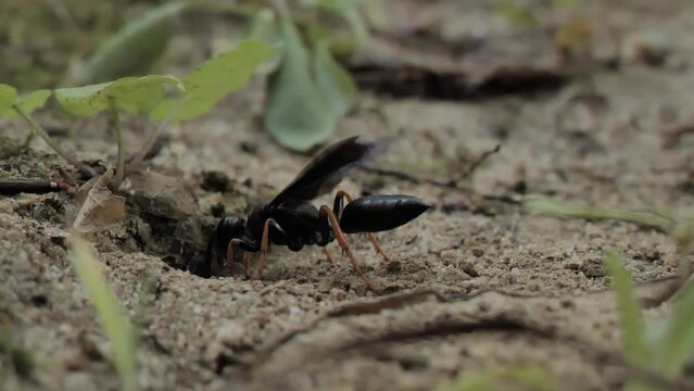 Crabronidae. The sand or burrowing wasp takes care of its burrow. Delaware (USA).