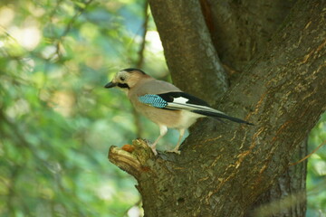Obraz premium jay in the forest