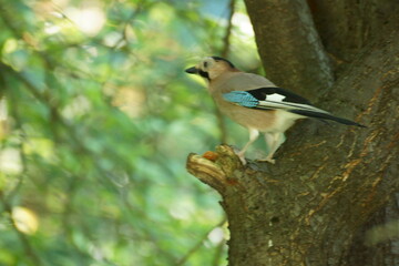 jay in the forest