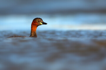 Cute little bird. A waterfowl common in wetlands Little Grebe. (Tachybaptus ruficollis).