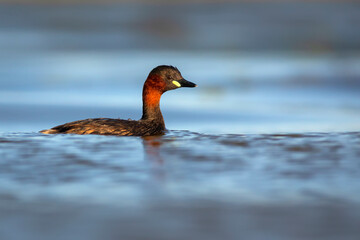 Cute little bird. A waterfowl common in wetlands Little Grebe. (Tachybaptus ruficollis).